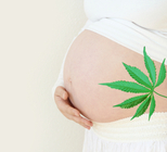 האם מריחואנה פוגעת באיכות הזרע ובהצלחת ההריון?-תמונה